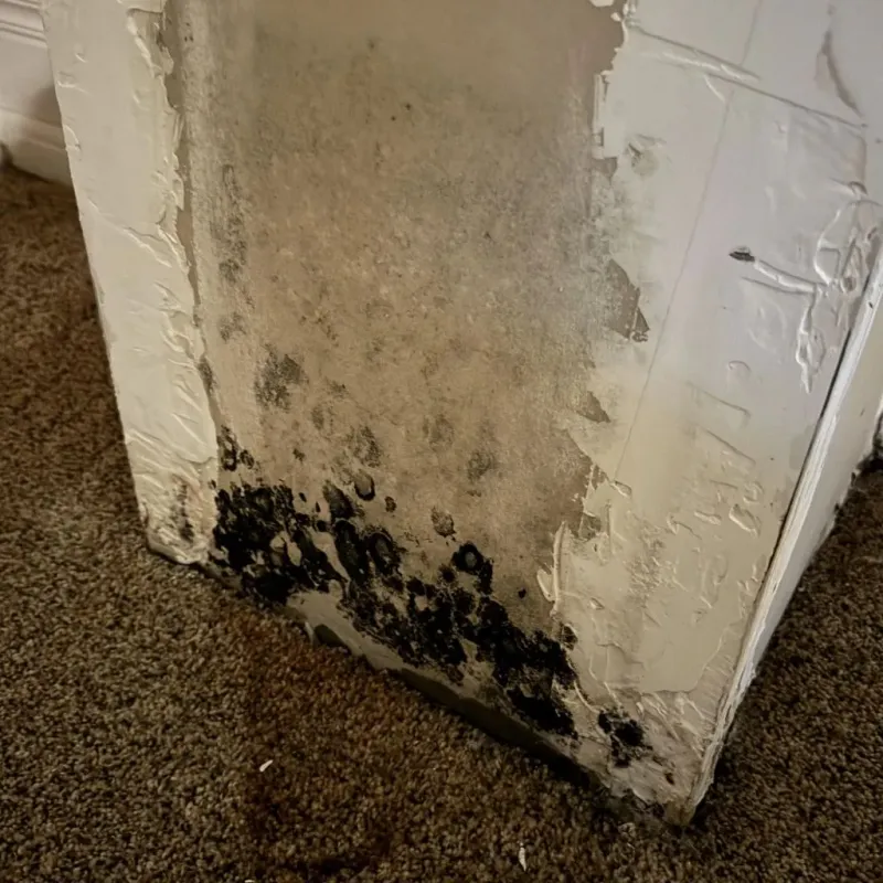 Professional Mold Removal in Hammond, LA